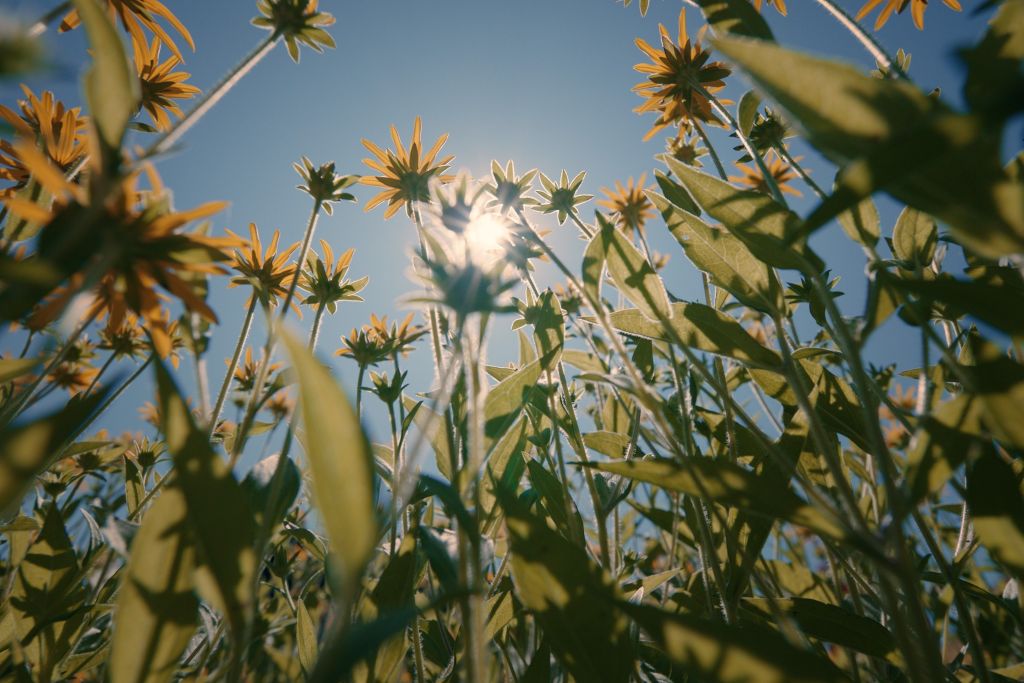 Niedriger Blickwinkel auf gelbe Wildblumen und grüne Blätter vor einem strahlend blauen Himmel, durch den das Sonnenlicht scheint - ein Bild, das die frische, lebendige Atmosphäre eines veganen Restaurants in der Nähe des Dolder Grand einfängt.