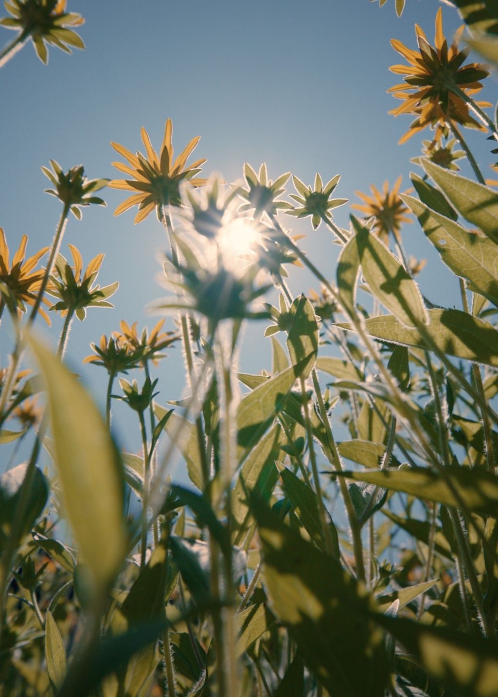 Sonnenblumen und grüne Blätter vor blauem Himmel, das Sonnenlicht scheint durch die Blütenblätter - genau wie die frische Atmosphäre im Restaurant blooms, wo vegetarische und vegane Köstlichkeiten auf Sie warten.